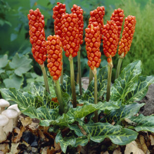 Arum Italicum