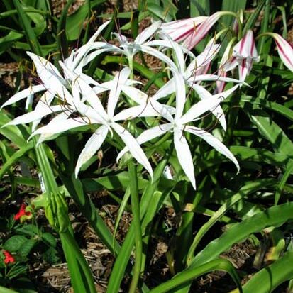 Crinum 'Amoenum'