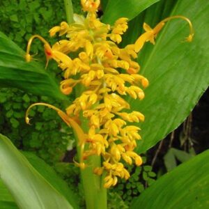 Hedychium Globba-Schomburkii