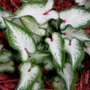 Caladium White Wing