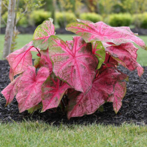 Caladiums Frannie Munson