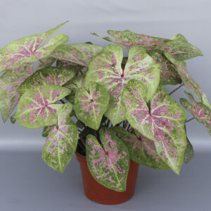 Caladium Sea Foam Pink