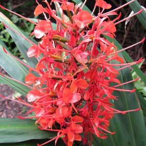 Hedychium Coccineum Aurantiacum