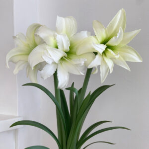 Amaryllis Ice Queen