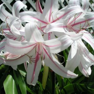 Crinum Exotica