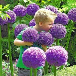 Allium Gladiator