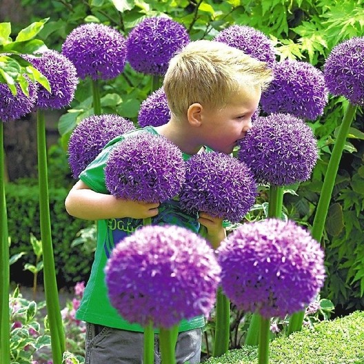 Allium Gladiator