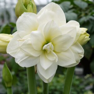Amaryllis Akiko
