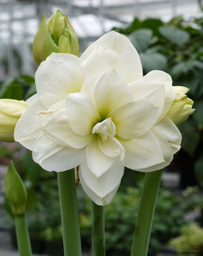 Amaryllis Akiko