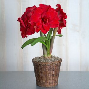 Amaryllis Amarantia