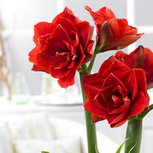 Amaryllis Aquaro