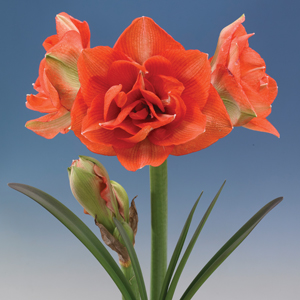 Amaryllis Benito