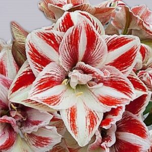 Amaryllis Bright Nymph