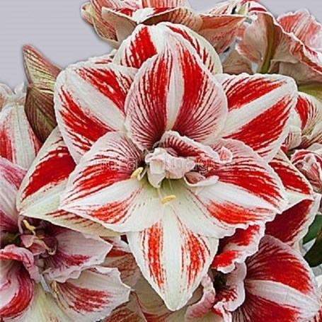 Amaryllis Bright Nymph