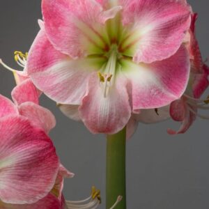 Amaryllis Cherry Blossom
