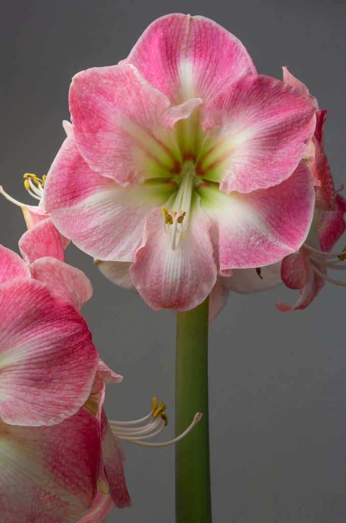 Amaryllis Cherry Blossom