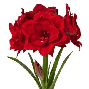 Amaryllis Cherry Nymph