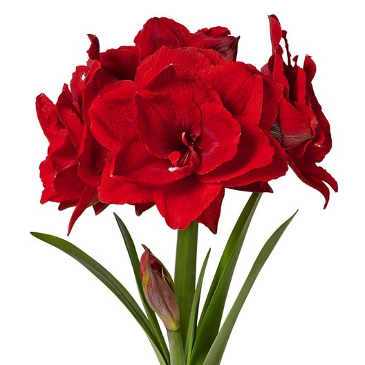 Amaryllis Cherry Nymph