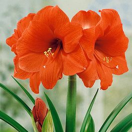 Amaryllis Desire