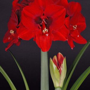 Amaryllis Ferrari