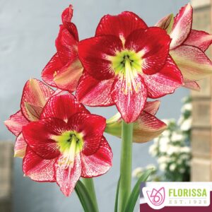 Amaryllis Flamenco Queen