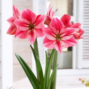 Amaryllis Gervase