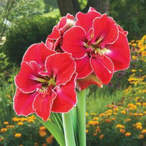Amaryllis Magical Touch