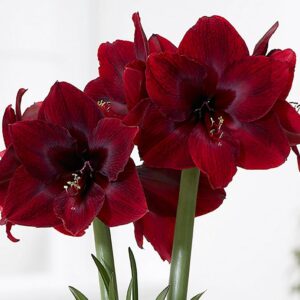 Amaryllis Mandela