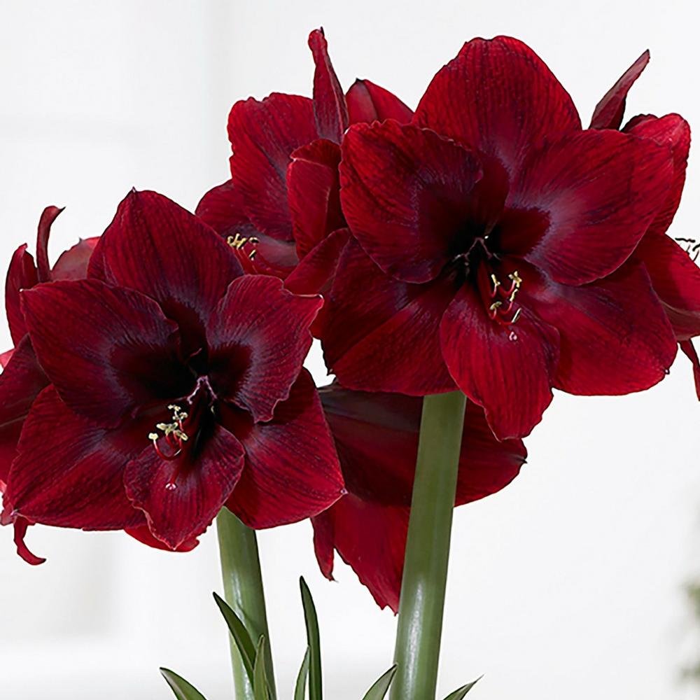 Amaryllis Mandela
