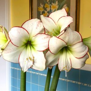 Amaryllis Picasso