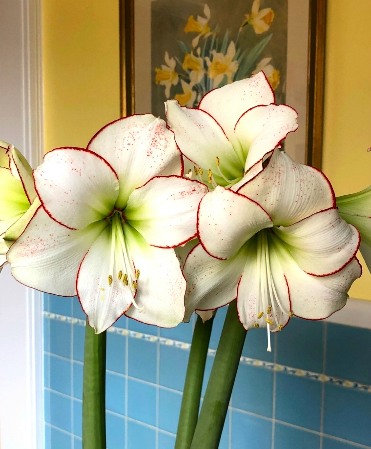 Amaryllis Picasso