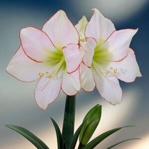 Amaryllis Picotee