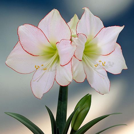 Amaryllis Picotee