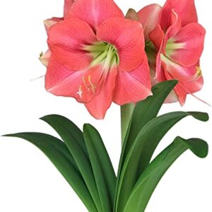 Amaryllis Pink Rival