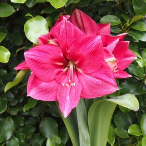 Amaryllis Pink Surprise