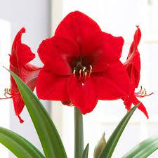 Amaryllis Red Lion