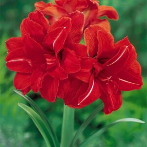Amaryllis Red Peacock