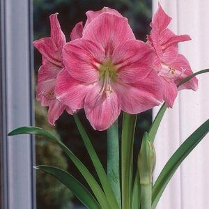 Amaryllis Rosalie