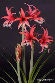 Amaryllis Rose Cybister