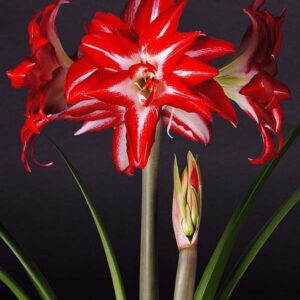 Amaryllis Splash