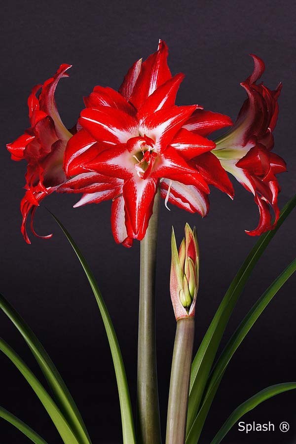 Amaryllis Splash