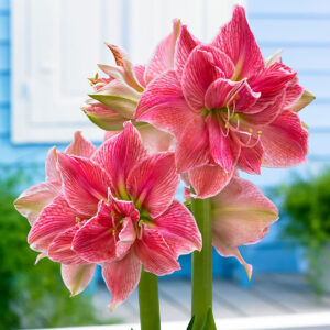 Amaryllis Sweet Nymph