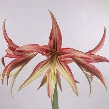 Amaryllis Tango