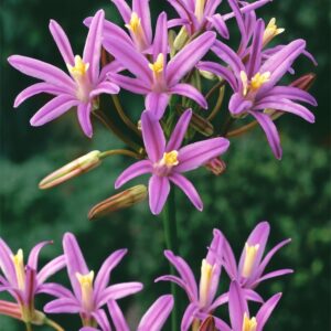 Brodiaea Mix
