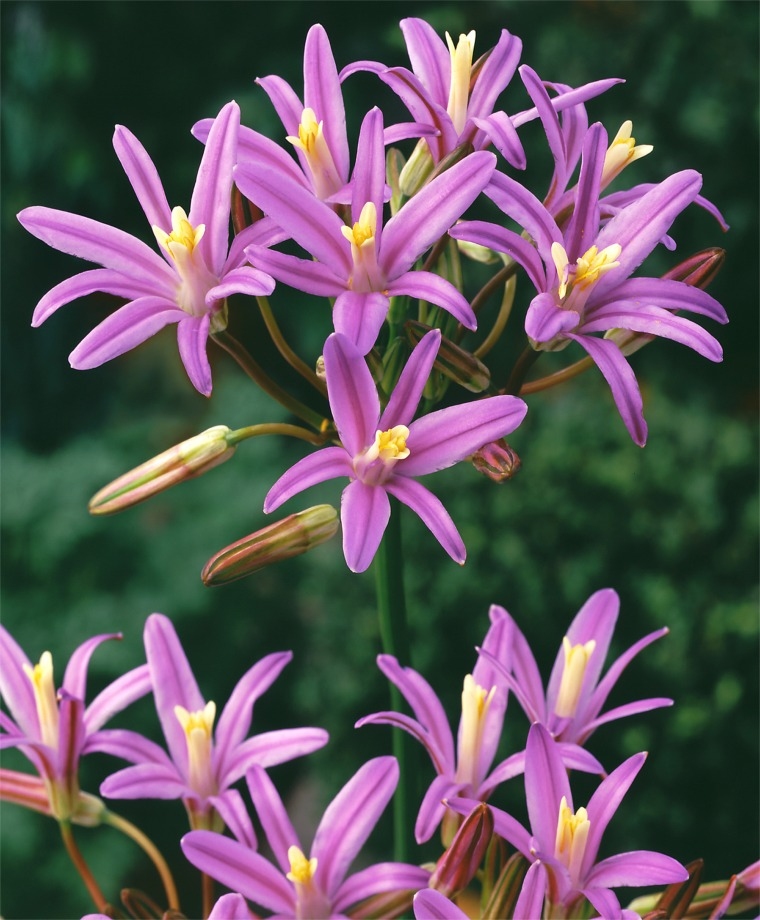 Brodiaea Mix