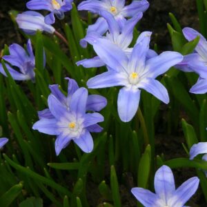 Chionodoxa Luciliae