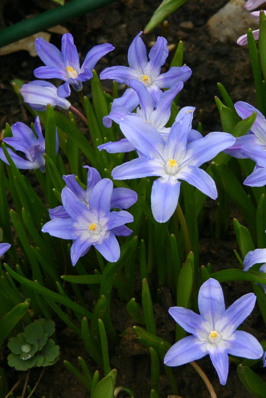 Chionodoxa Luciliae