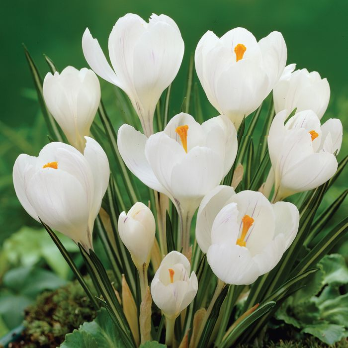 Crocus Jeanne