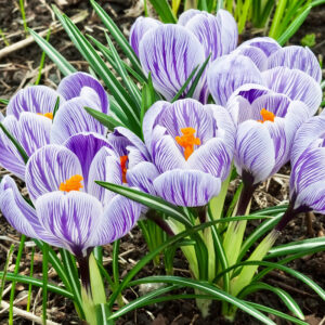 Crocus King of the Stripes