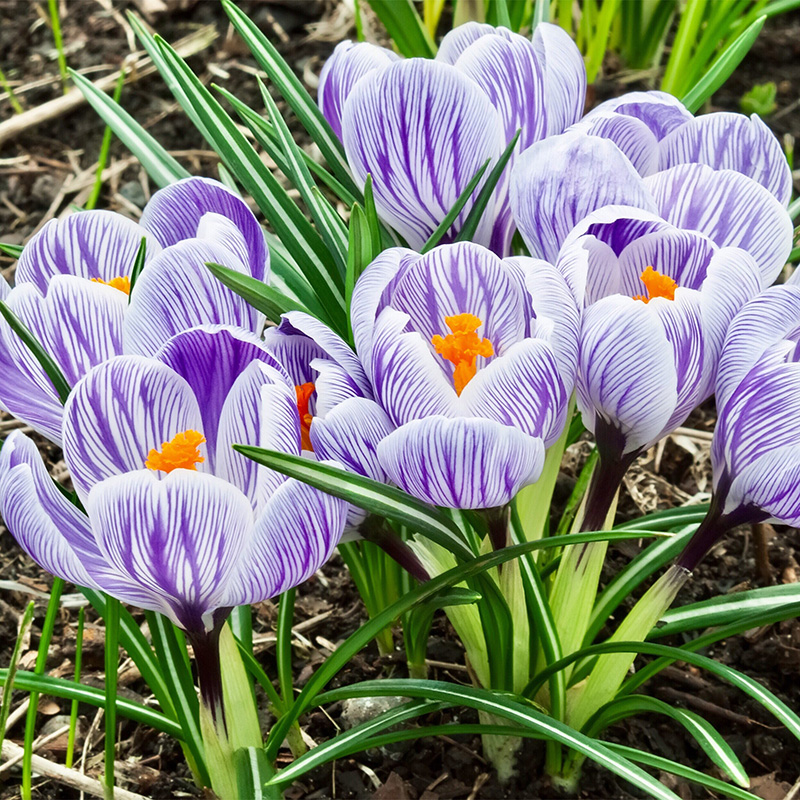 Crocus King of the Stripes